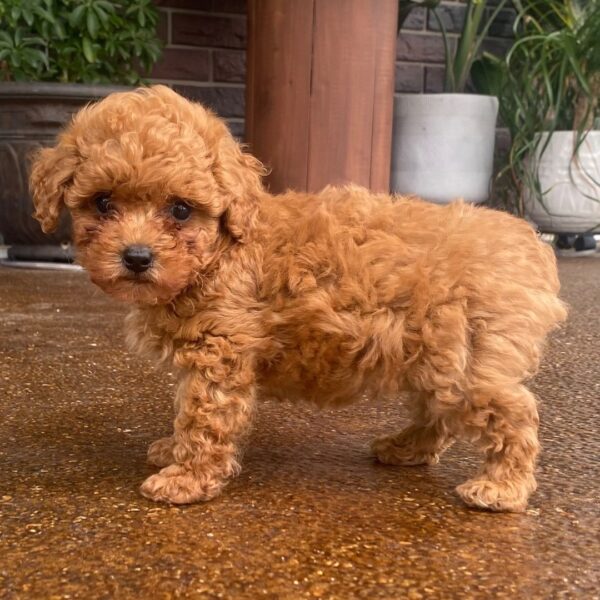 Barney - Image 4
