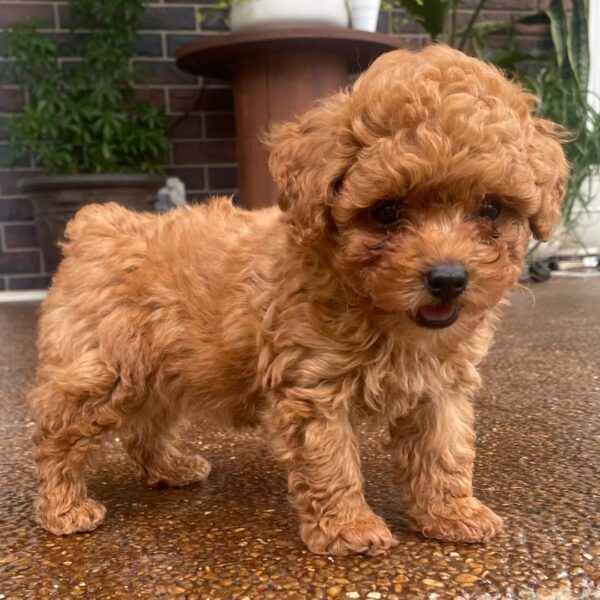 Barney - Image 3