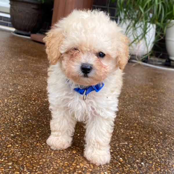 Axel