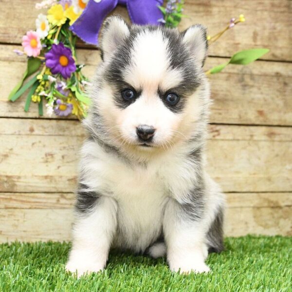 Dixie
