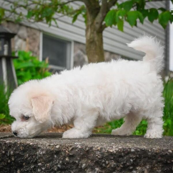 Cody - Image 3