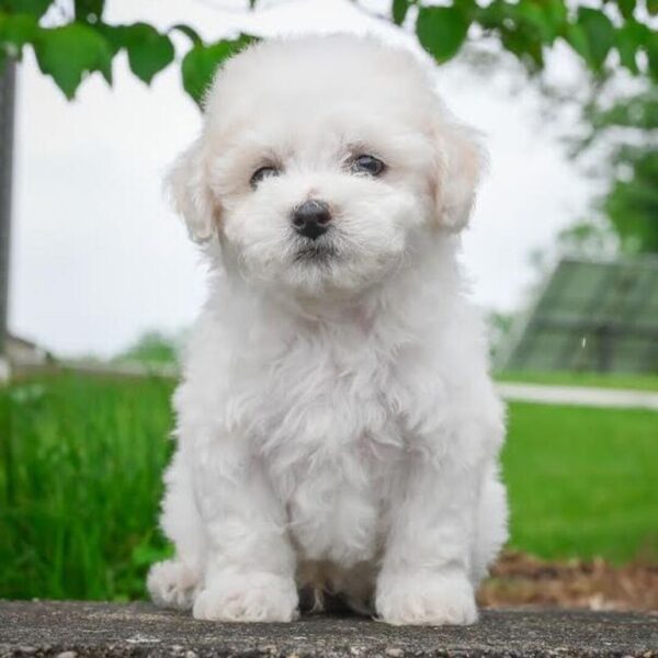 Cody - Image 2