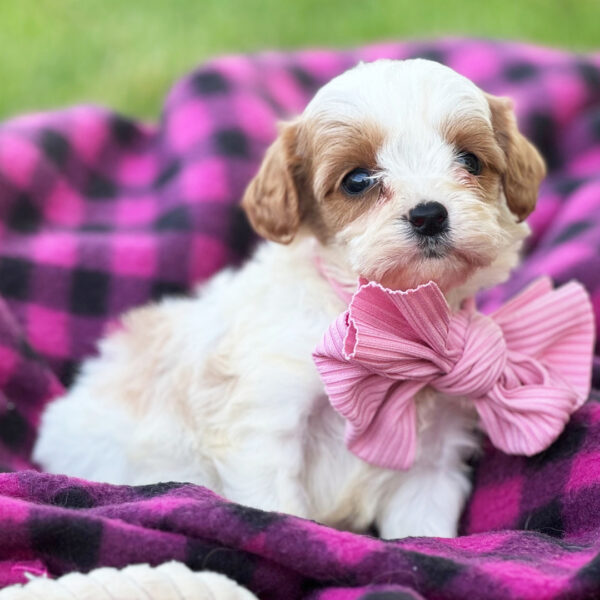 Penelope - Image 2