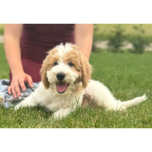 Tucker - Image 2