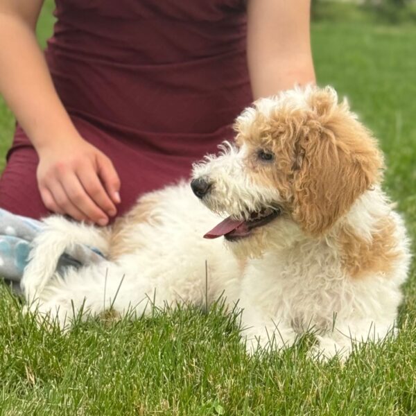 Tucker - Image 3