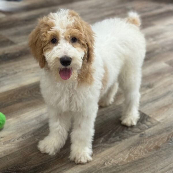 Tucker - Image 4