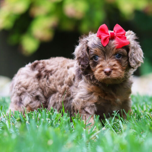 Ms Mocha - Image 3