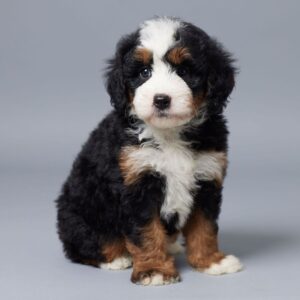 Annie