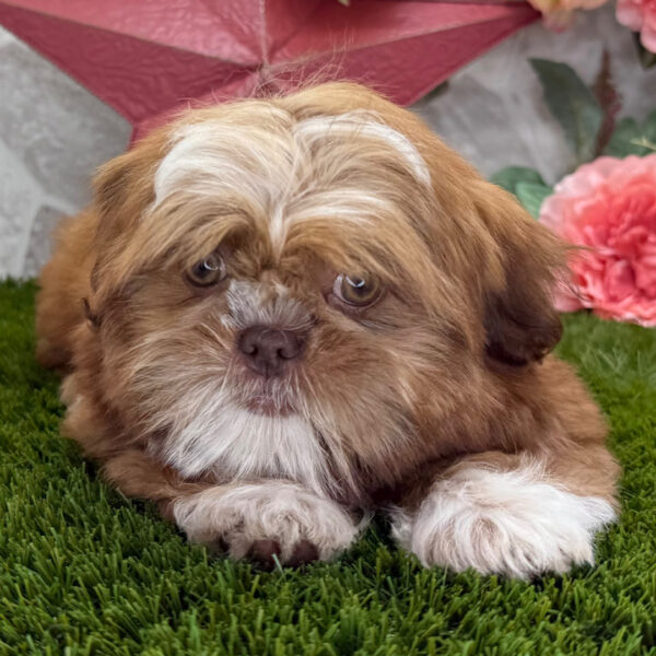 Rosie - Image 2