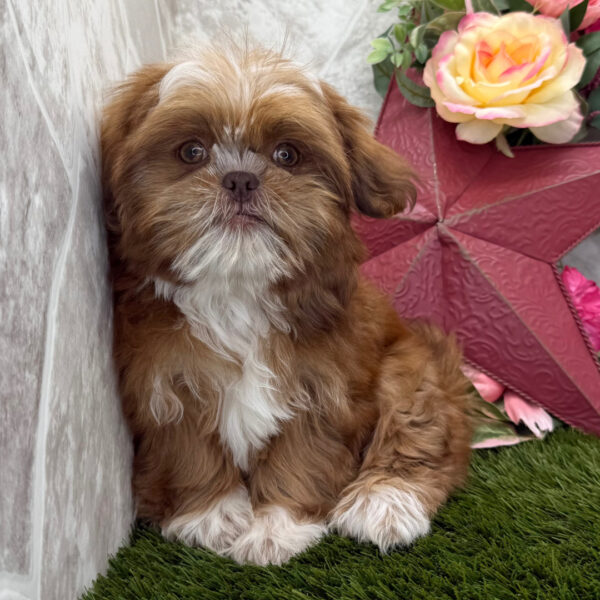 Rosie - Image 4