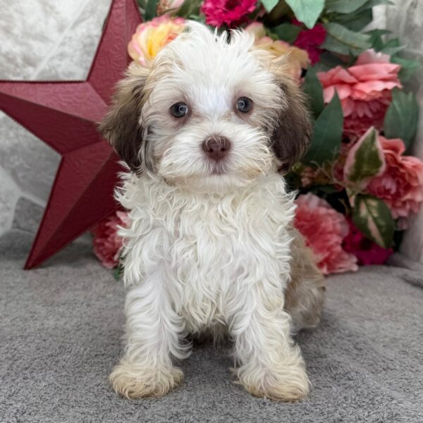 Fido - Image 3