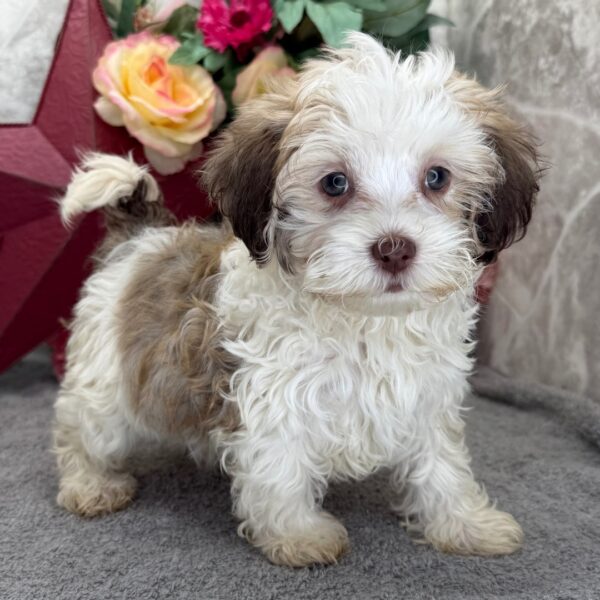 Fido - Image 2