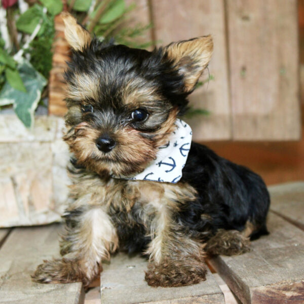 Bubba - Image 2