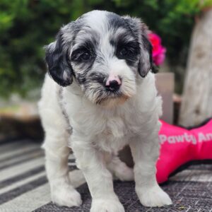 Pippa