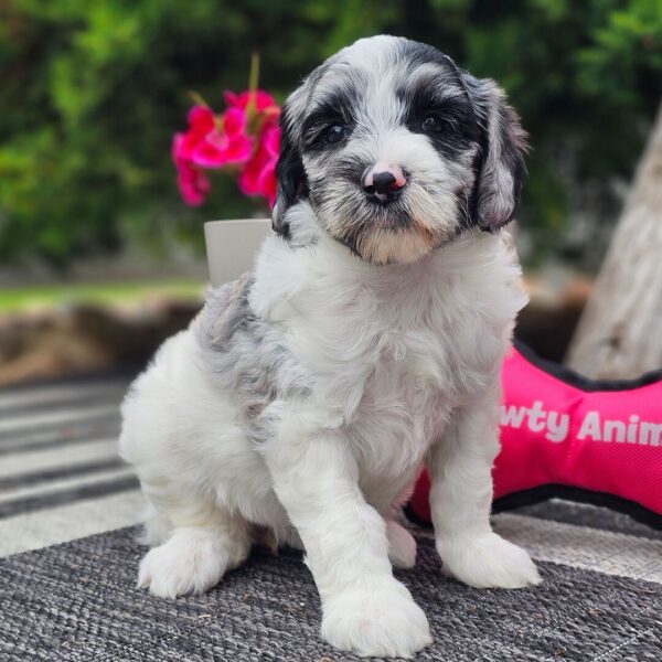 Pippa - Image 4