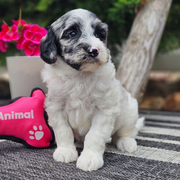 Pippa - Image 2