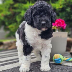 Pierre