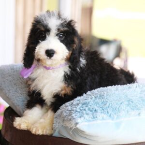 Millie