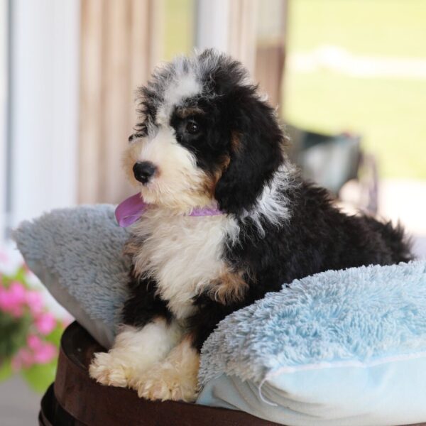 Millie - Image 2