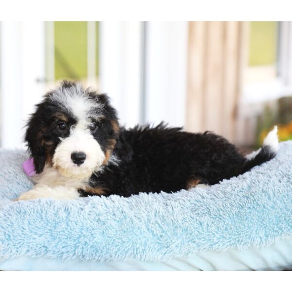 Millie - Image 3