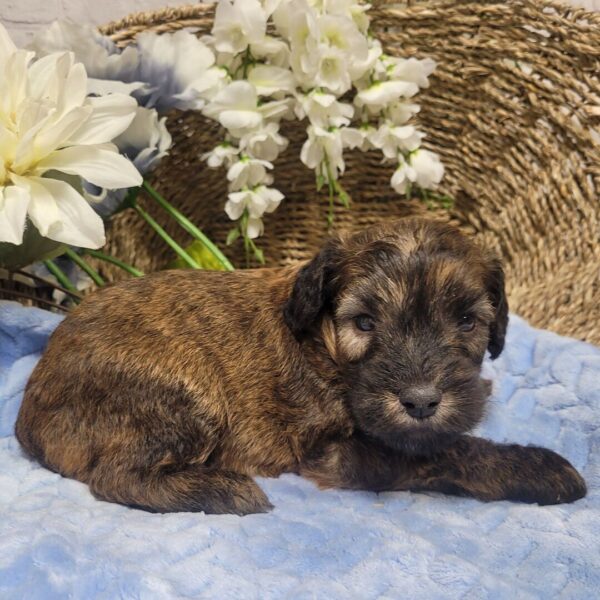 Brody - Image 3
