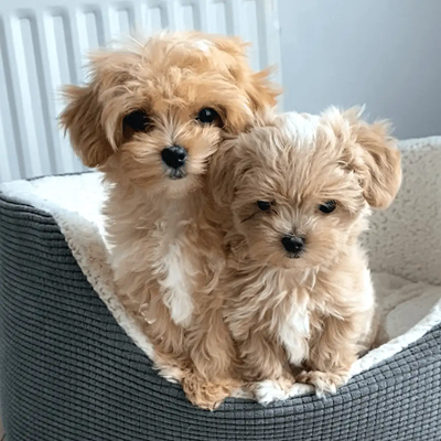 Maltipoo-ultimate-buying-guide