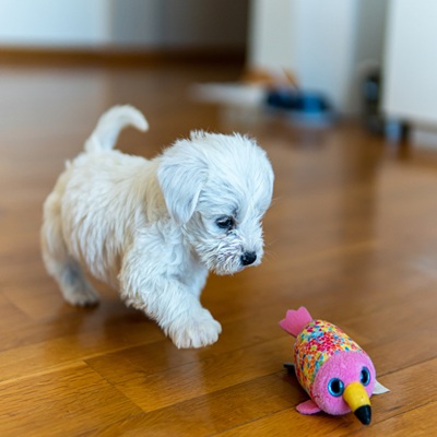 Beautiful,Maltese,Dog,Puppy,Portrait